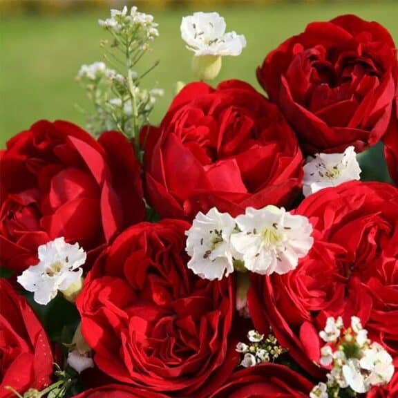 Günaydın Mesajı: Sevgiliye Gönderebileceğiniz 33 Romantik Cümle Nasıl Seçilir? 3 Günaydın Mesajı