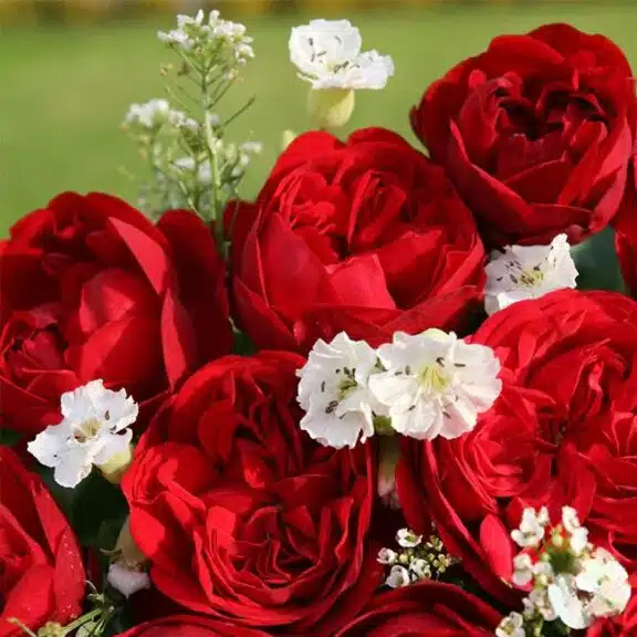 Günaydın Mesajı: Sevgiliye Gönderebileceğiniz 33 Romantik Cümle Nasıl Seçilir? 3 Günaydın Mesajı