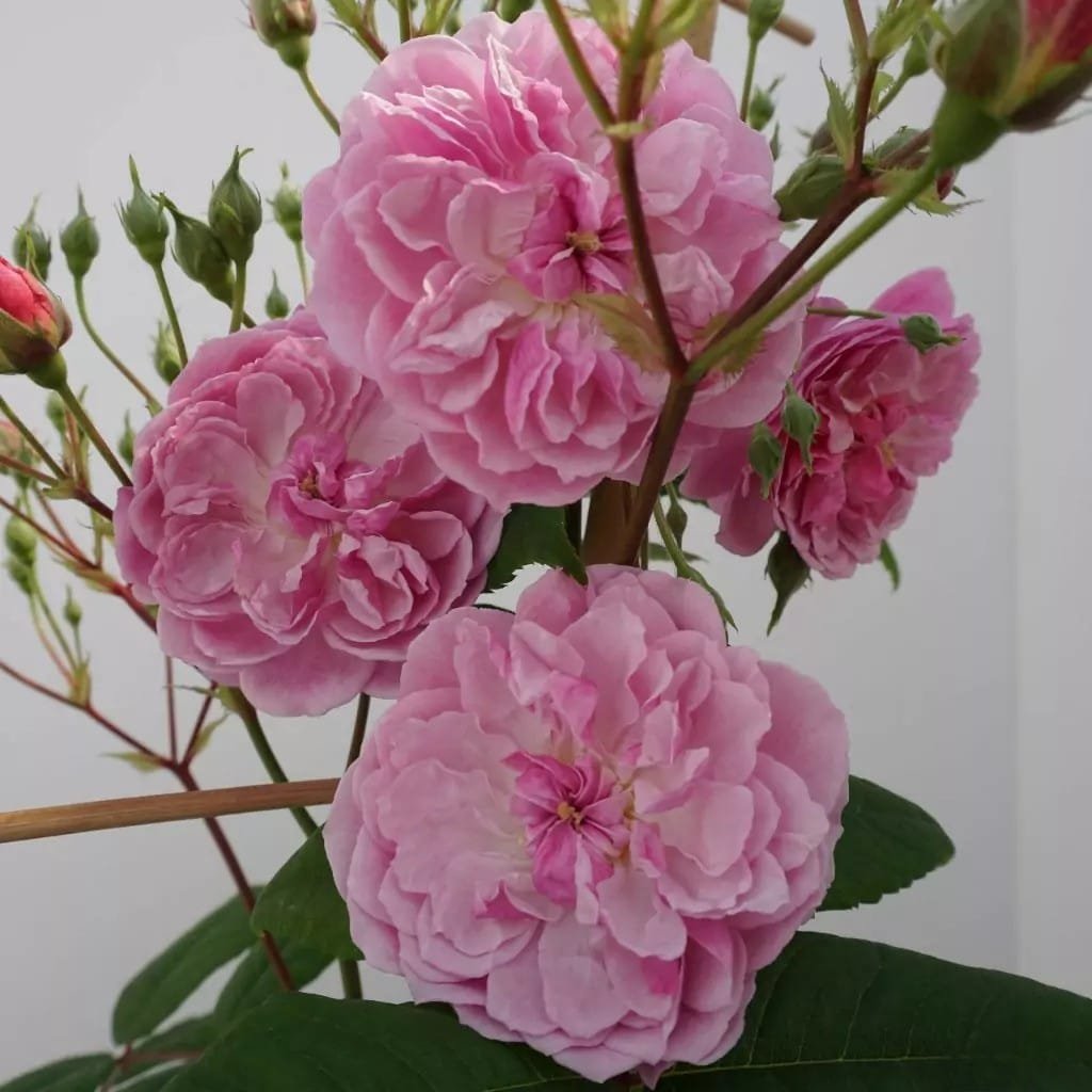 7bce8d74-7760-4333-aa78-6b643f01b357 Eleganza® Romantic™