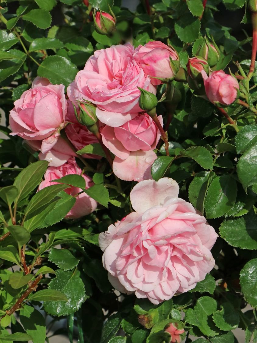 Beetrose WestCoast ®