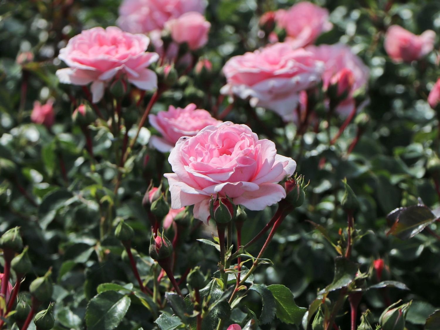 Beetrose WestCoast ®