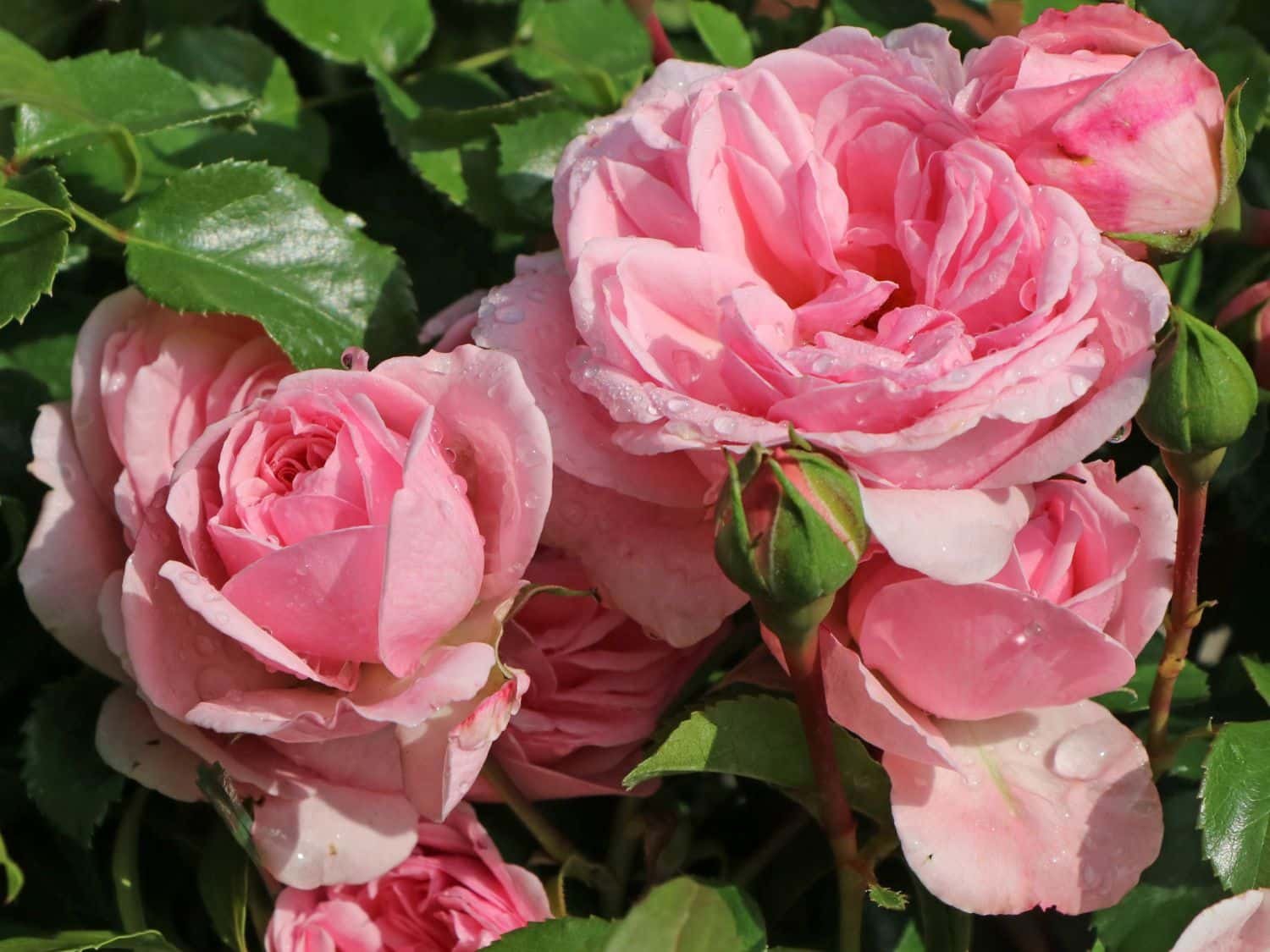 Beetrose WestCoast ®