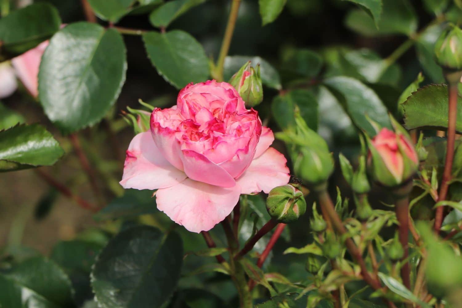 Güllerin Büyüleyici Dünyası