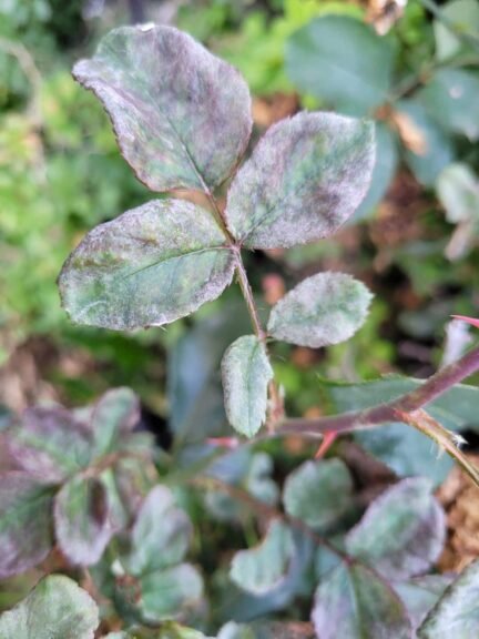 powdery mildew leaf