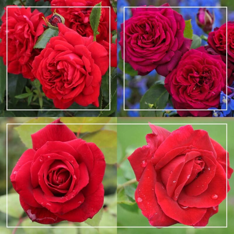 Romantic Red Roses Collection