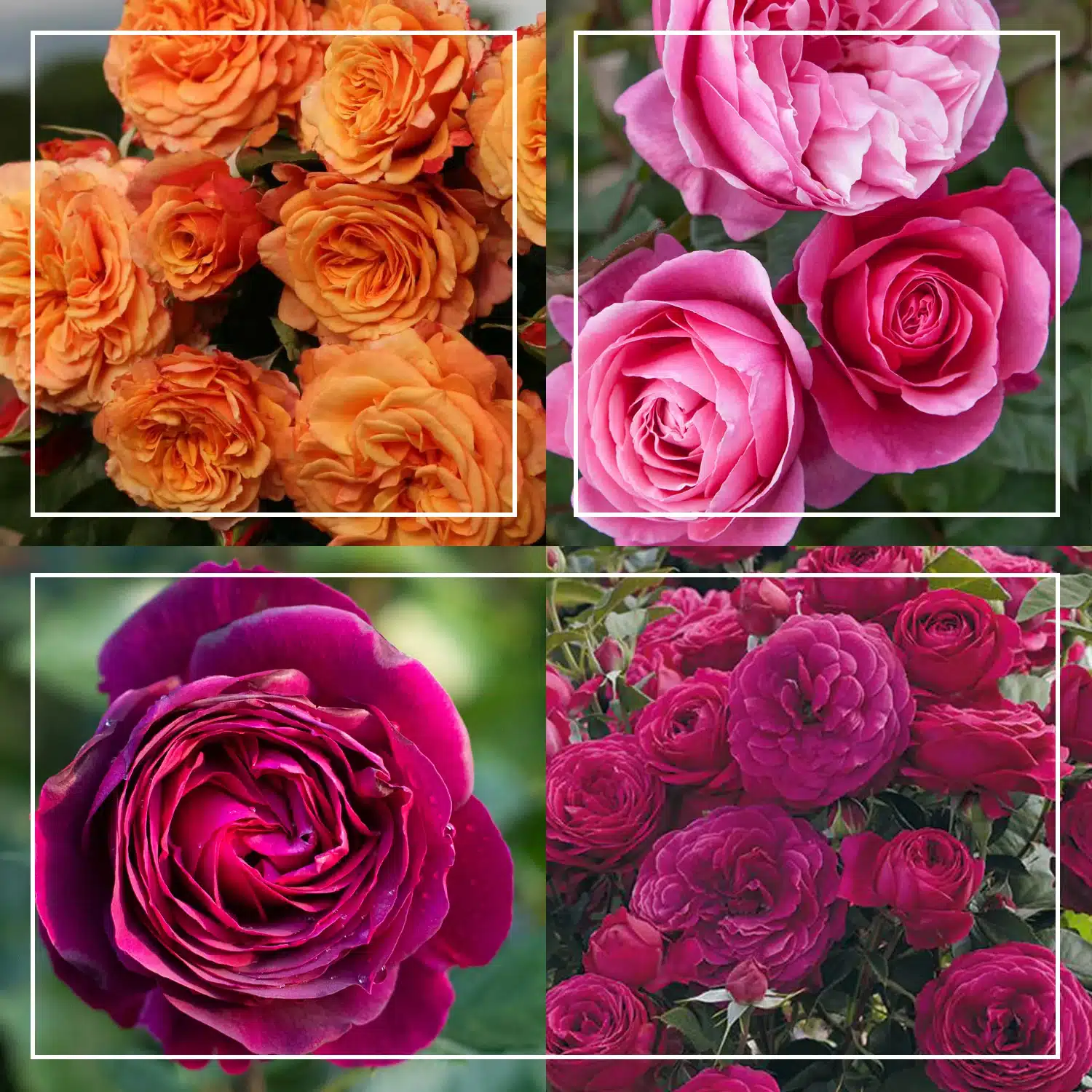 Gül Bahçesine İlk Adım Gül Bahçesine İlk Adım