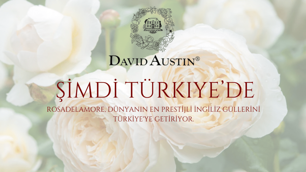David Austin Gülleri 2 David Austin Gülleri