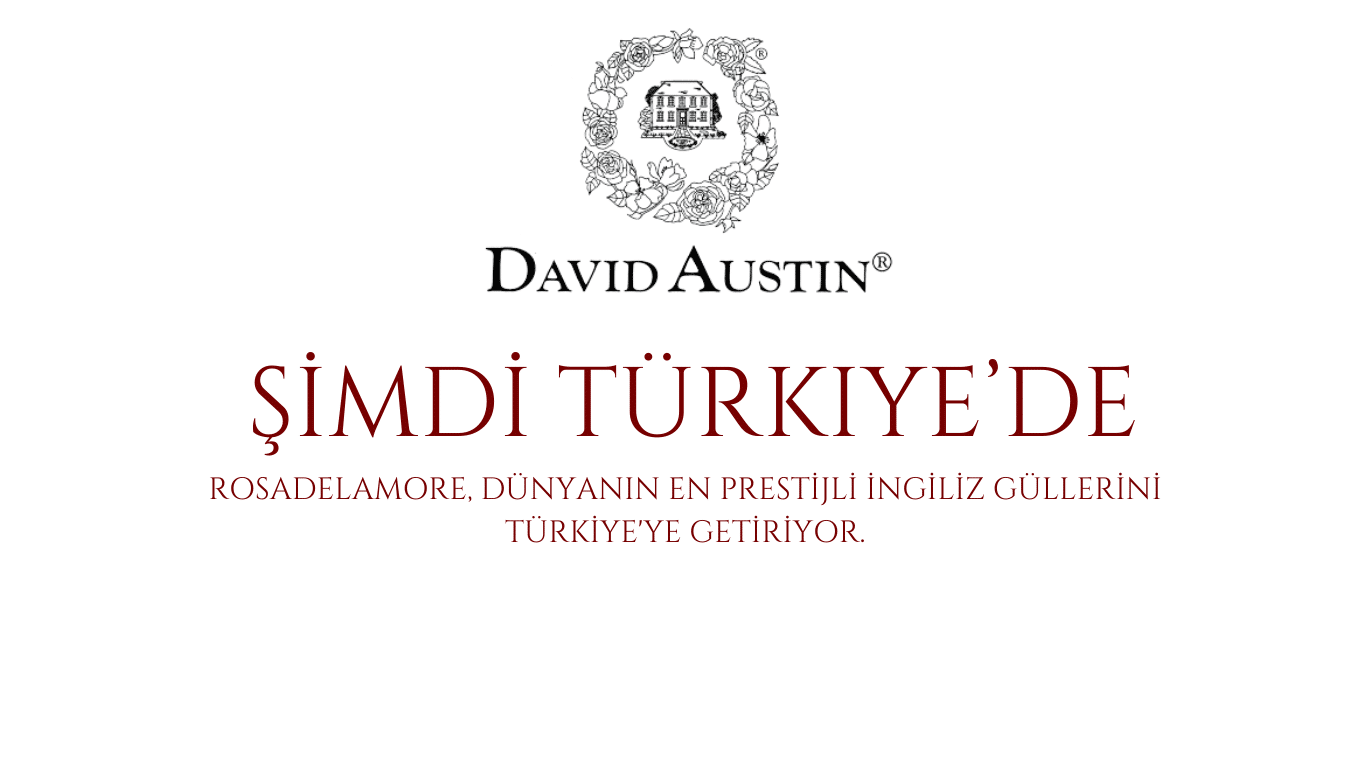 Canlı Çiçek Çeşitleri ve Güller 1 Bahçe gülleri