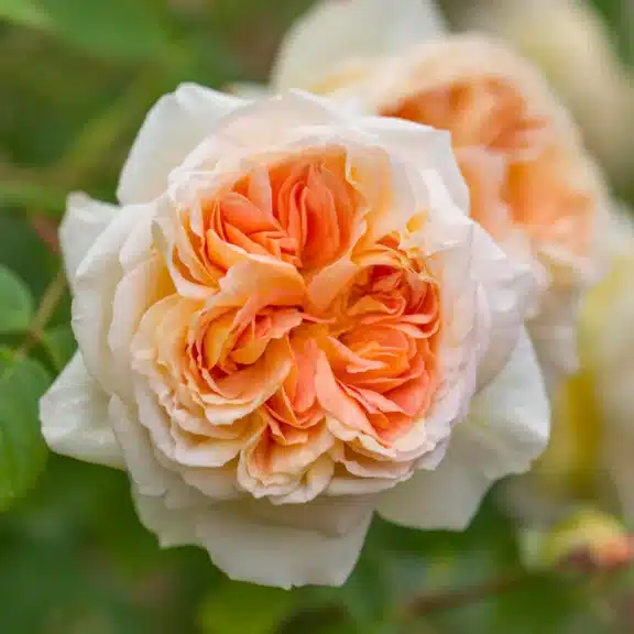 Bitkilerde Güllerde Saksı Değişim- 3 Adımda Sağlıklı ve Doğru Saksı Değişimi Nasıl Yapılır? 3 Rosa Bathsheba