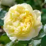David Austin Gülleri 11 Rosa Charles Darwin