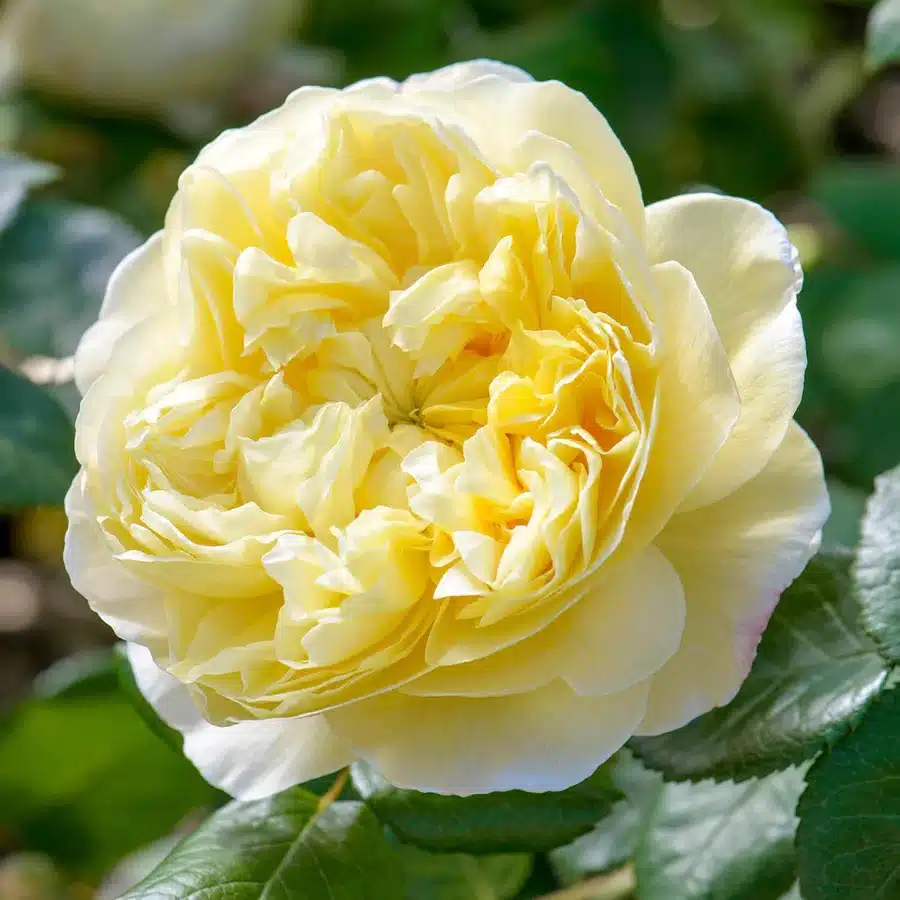 Rosa Charles Darwin Rosa Charles Darwin