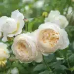 David Austin Gülleri 10 Rosa Claire Austin