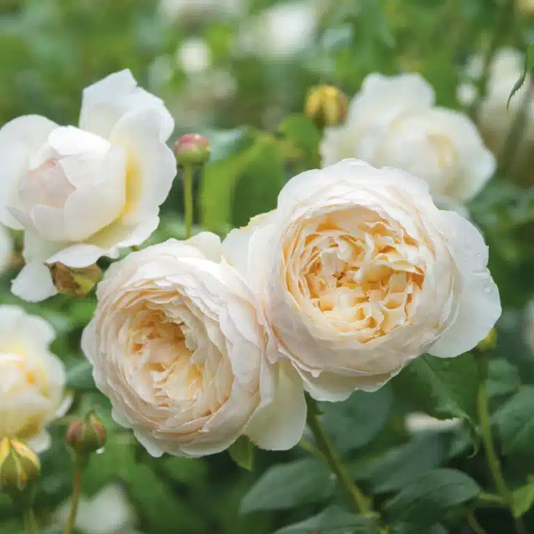 David Austin Gülleri 4 Rosa Claire Austin