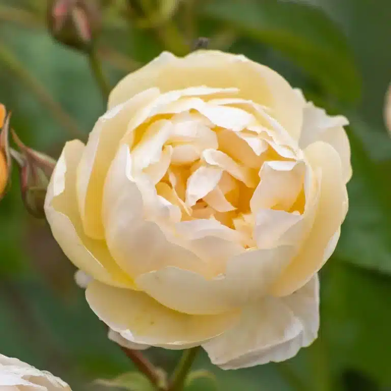 David Austin Gülleri 5 Rosa Dannahue