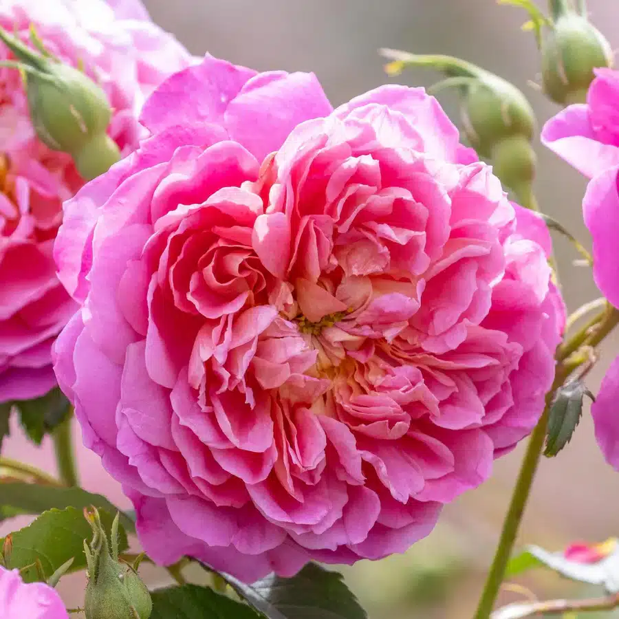 Rosa Emma Bridgewater Rosa Emma Bridgewater