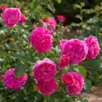 David Austin Gülleri 7 Rosa England's Rose