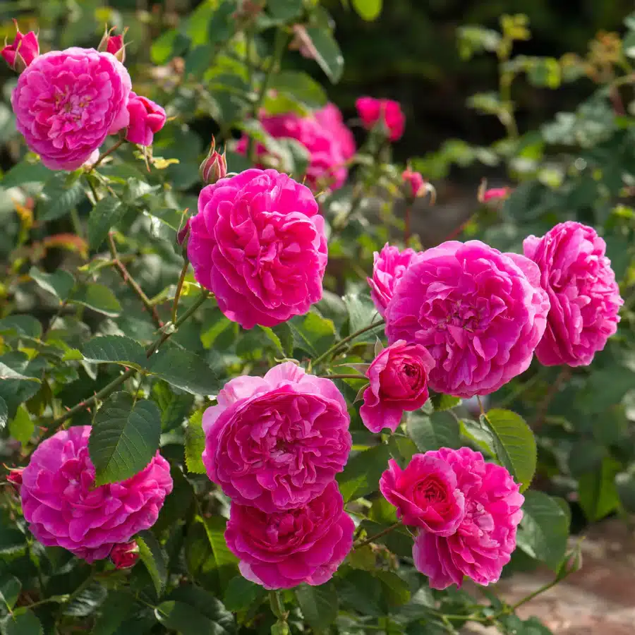 Rosa England’s Rose Rosa England's Rose