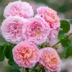 David Austin Gülleri 6 Rosa Eustacia Vye