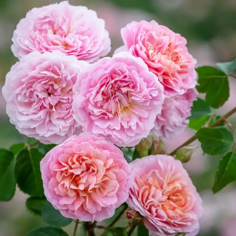 David Austin Gülleri 8 Rosa Eustacia Vye