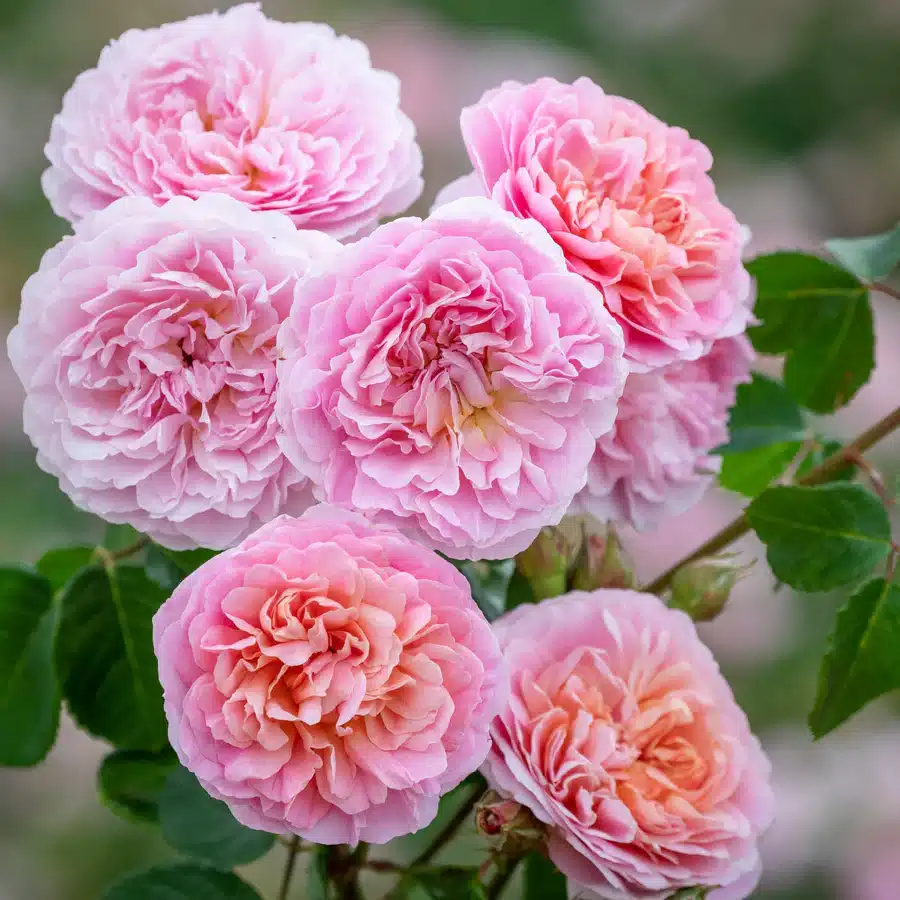 Rosa Eustacia Vye Rosa Eustacia Vye