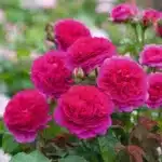 David Austin Gülleri 5 Rosa Gabriel Oak