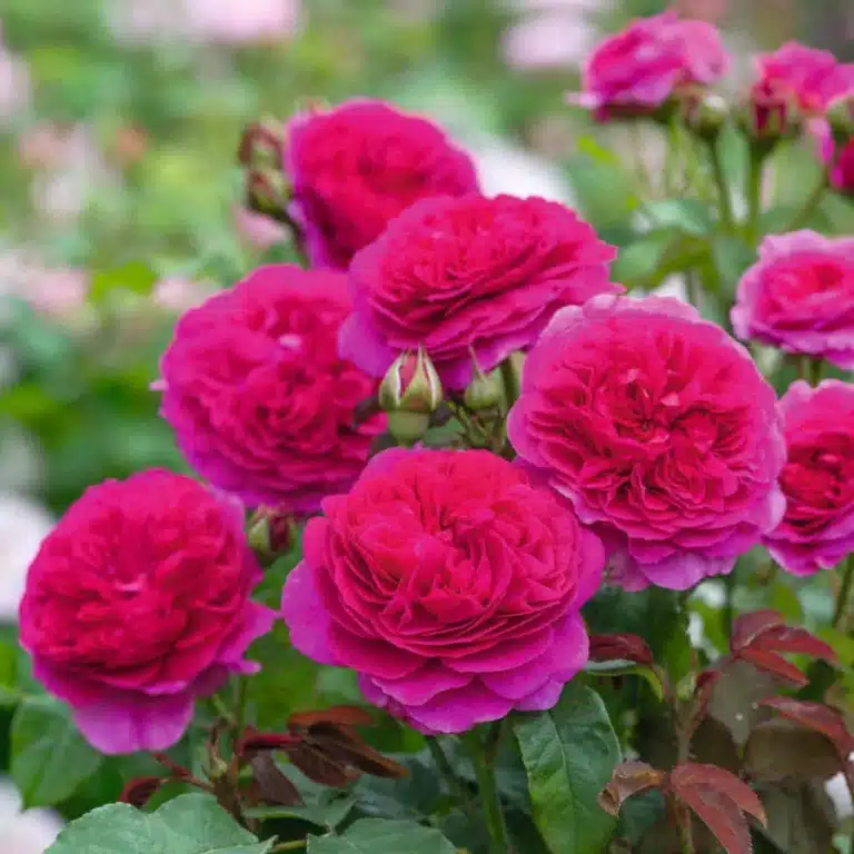 David Austin Gülleri 9 Rosa Gabriel Oak