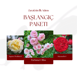 Bahçe Peyzaj