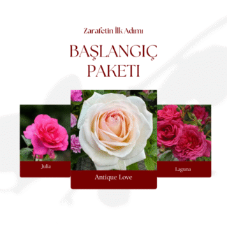 Bahçe Peyzaj