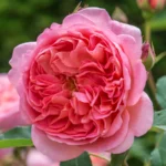 Boscobel® (Auscousin) – İngiliz Bodur Gül (David Austin) 1 Boscobel