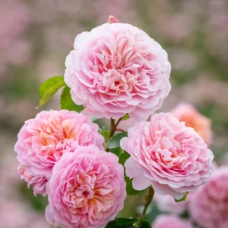 Bahçe Peyzaj Örnekleri 35 Fikir 44 Bahçe Peyzaj