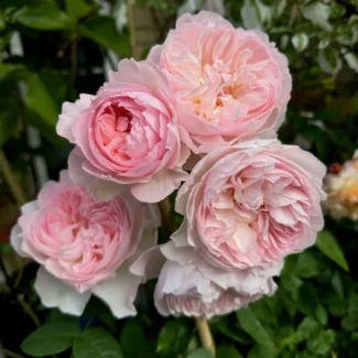 Bahçe Peyzaj Örnekleri 35 Fikir 41 Bahçe Peyzaj