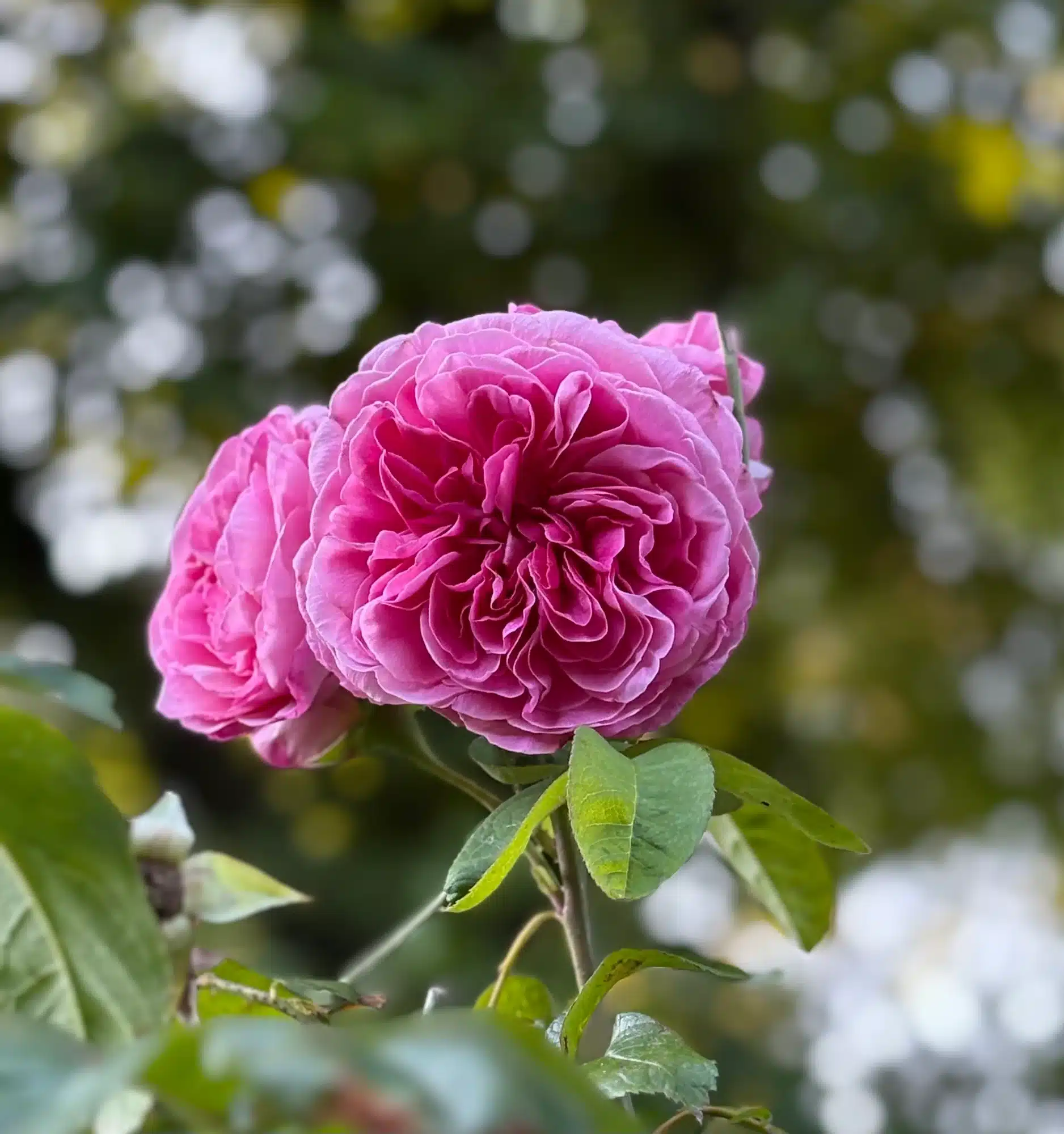 Gertrude Jekyll