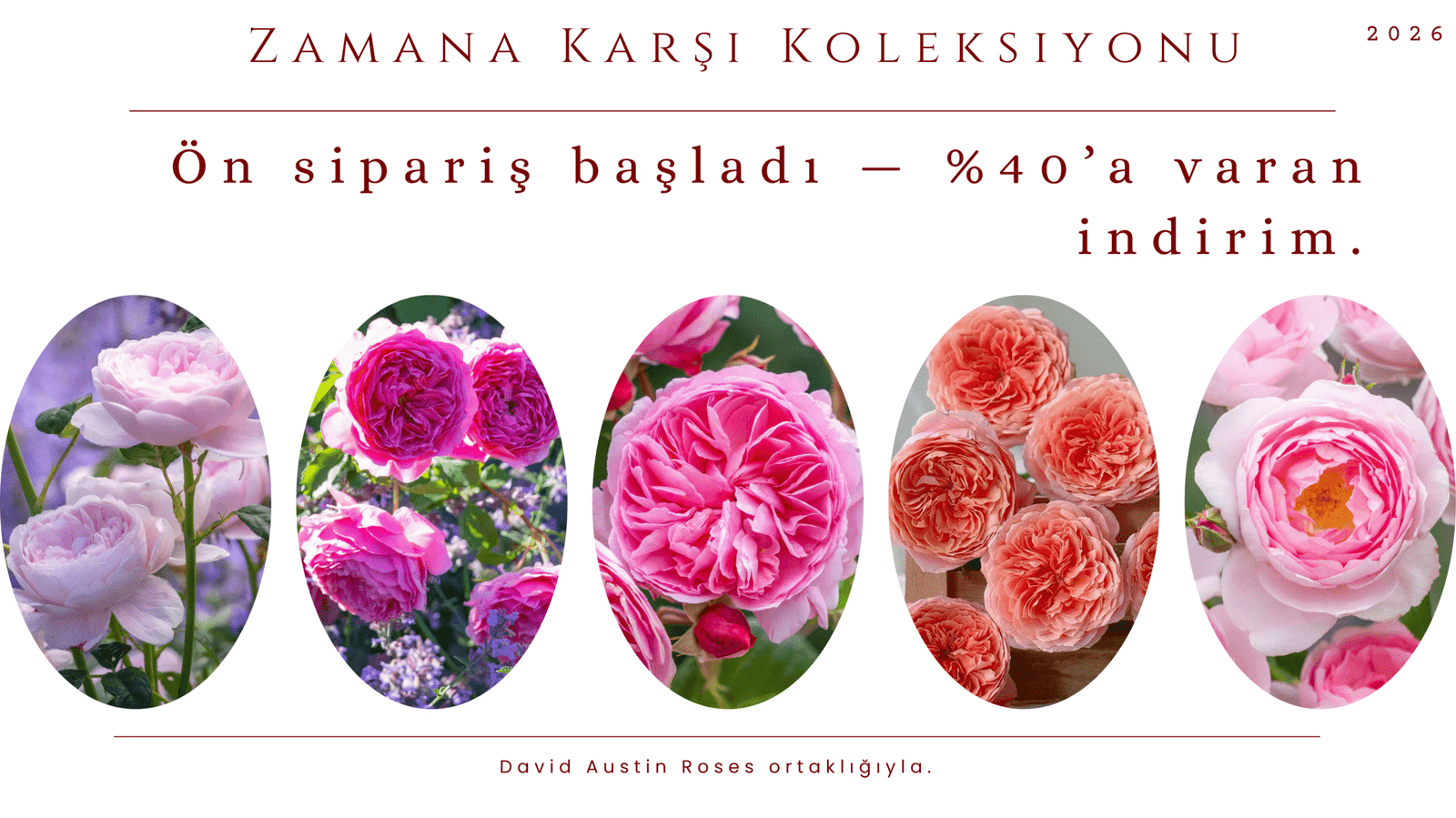 Canlı Çiçek Çeşitleri ve Güller 2 Bahçe gülleri