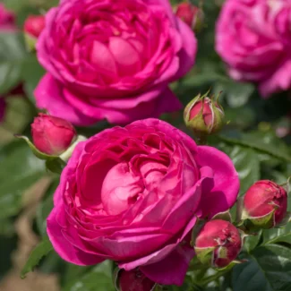 Bahçe Peyzaj Örnekleri 35 Fikir 47 Bahçe Peyzaj