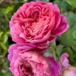 Emma Bridgewater™ (Ausb44a16) – İngiliz Gülleri (David Austin) 3 Emma Bridgewater