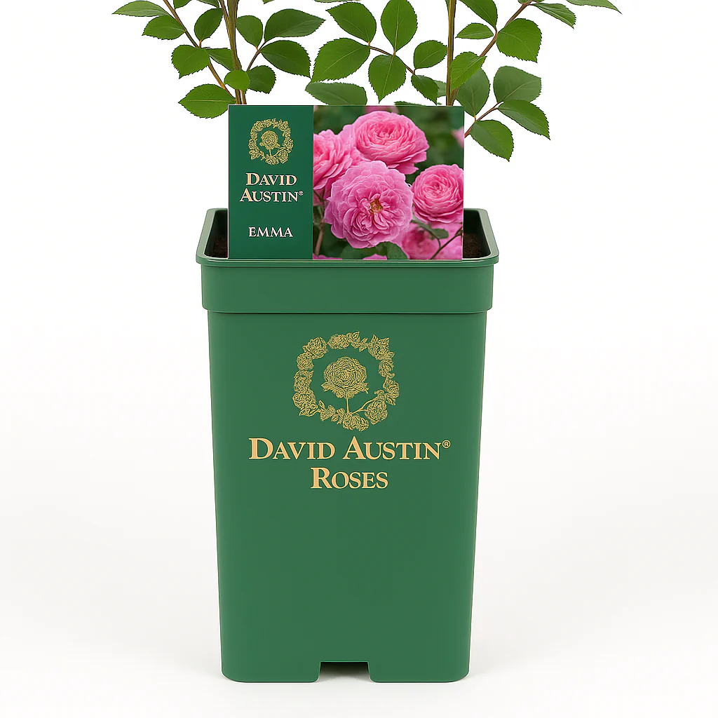 Emmabridgewater_1800x1800 Emma Bridgewater