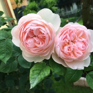 Bahçe Peyzaj Örnekleri 35 Fikir 40 Bahçe Peyzaj