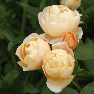 Bahçe Peyzaj Örnekleri 35 Fikir 51 Bahçe Peyzaj