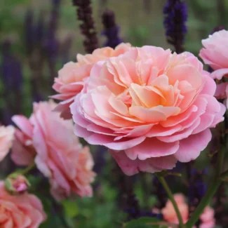 Bahçe Peyzaj Örnekleri 35 Fikir 45 Bahçe Peyzaj