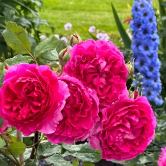 Bahçe Peyzaj Örnekleri 35 Fikir 43 Bahçe Peyzaj