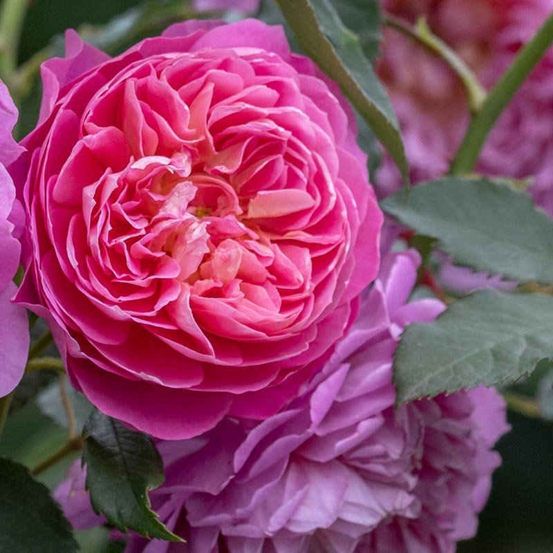 david-austin-emma-bridgewater-close-up-of-rose-bud Emma Bridgewater