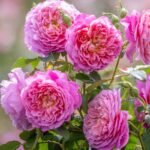 Emma Bridgewater™ (Ausb44a16) – İngiliz Gülleri (David Austin) 2 Emma Bridgewater