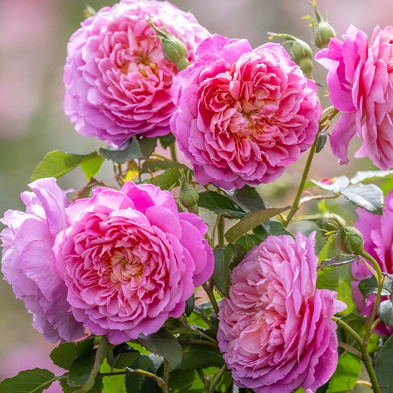 david-austin-emma-bridgewater-rose Emma Bridgewater