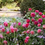 Emma Bridgewater™ (Ausb44a16) – İngiliz Gülleri (David Austin) 5 Emma Bridgewater