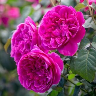 Bahçe Peyzaj Örnekleri 35 Fikir 46 Bahçe Peyzaj