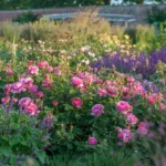 Princess Alexandra of Kent™ – Meyvemsi Aromalı İngiliz Gül 10 Princess Alexandra of Kent