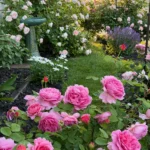 Princess Alexandra of Kent™ – Meyvemsi Aromalı İngiliz Gül 7 Princess Alexandra of Kent