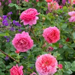 Princess Alexandra of Kent™ – Meyvemsi Aromalı İngiliz Gül 6 Princess Alexandra of Kent