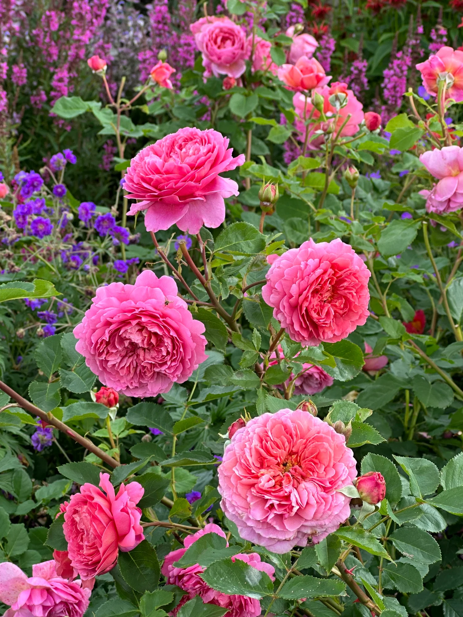 802fd53e54d6960211be Princess Alexandra of Kent