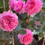 Princess Alexandra of Kent™ – Meyvemsi Aromalı İngiliz Gül 3 Princess Alexandra of Kent